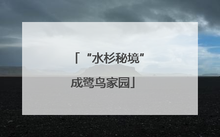 “水杉秘境”成鹭鸟家园
