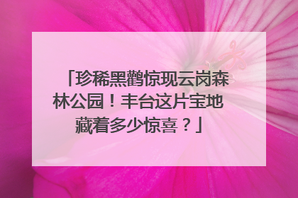 珍稀黑鹳惊现云岗森林公园！丰台这片宝地藏着多少惊喜？
