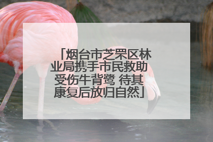 烟台市芝罘区林业局携手市民救助受伤牛背鹭 待其康复后放归自然