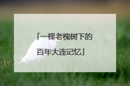 一棵老槐树下的百年大连记忆