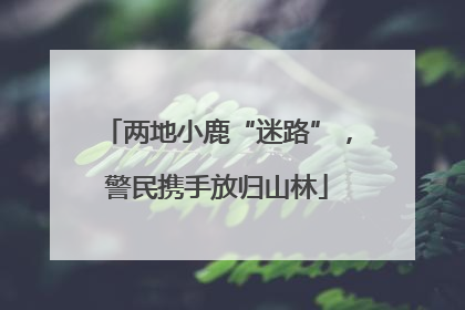 两地小鹿“迷路”，警民携手放归山林