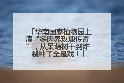 华南国家植物园上演“多肉界玫瑰传奇”，从呆萌树干到炸裂种子全是戏！