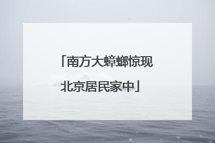 南方大蟑螂惊现北京居民家中