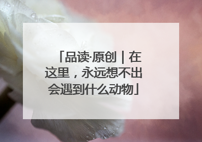 品读·原创｜在这里，永远想不出会遇到什么动物