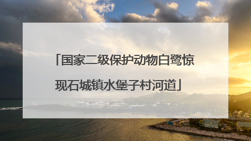 国家二级保护动物白鹭惊现石城镇水堡子村河道