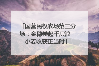 国营民权农场第三分场：金穗卷起千层浪 小麦收获正当时