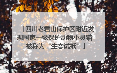 四川老君山保护区附近发现国家一级保护动物小灵猫 被称为“生态试纸”