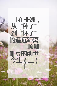在非洲，从“种子”到“杯子”的遥远距离——一颗咖啡豆的前世今生（三）