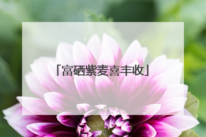 富硒紫麦喜丰收