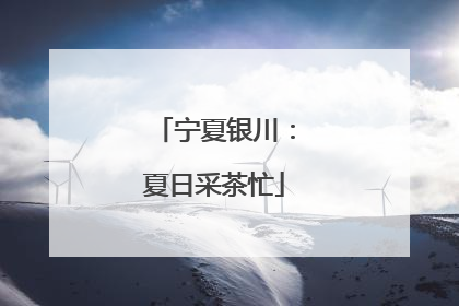 宁夏银川：夏日采茶忙