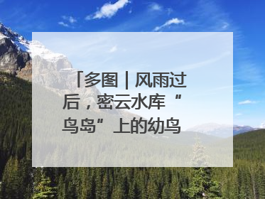 多图｜风雨过后，密云水库“鸟岛”上的幼鸟还好吗？