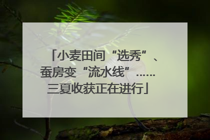 小麦田间“选秀”、蚕房变“流水线”……三夏收获正在进行