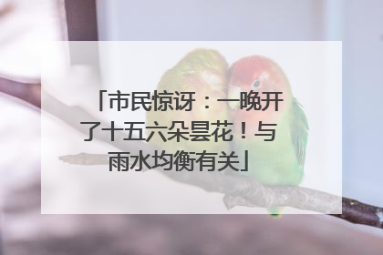 市民惊讶：一晚开了十五六朵昙花！与雨水均衡有关