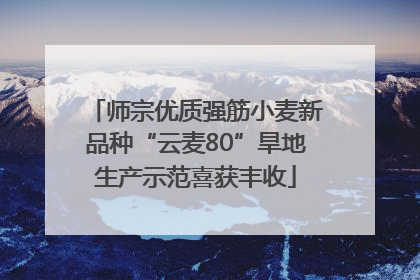 师宗优质强筋小麦新品种“云麦80”旱地生产示范喜获丰收