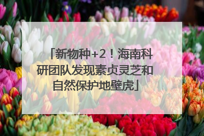 新物种+2！海南科研团队发现素贞灵芝和自然保护地壁虎