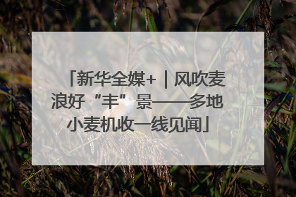 新华全媒+｜风吹麦浪好“丰”景——多地小麦机收一线见闻