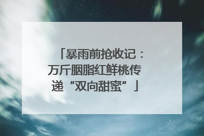 暴雨前抢收记：万斤胭脂红鲜桃传递“双向甜蜜”