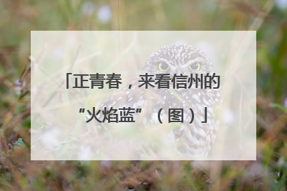 正青春，来看信州的“火焰蓝”（图）