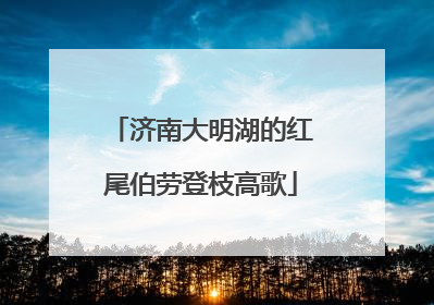济南大明湖的红尾伯劳登枝高歌