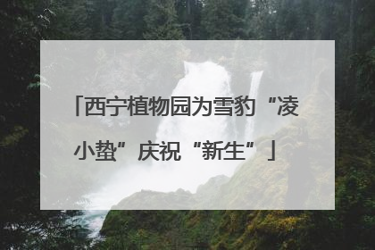 西宁植物园为雪豹“凌小蛰”庆祝“新生”