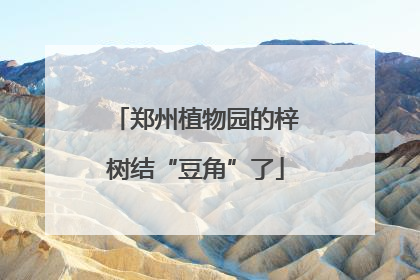 郑州植物园的梓树结“豆角”了