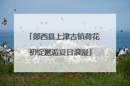 郧西县上津古镇荷花初绽邂逅夏日浪漫