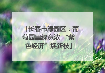 长春市绿园区：葡萄园里绿意浓 “紫色经济”焕新枝