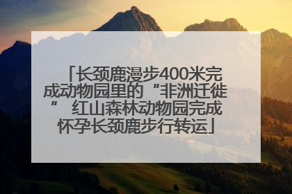 长颈鹿漫步400米完成动物园里的“非洲迁徙” 红山森林动物园完成怀孕长颈鹿步行转运