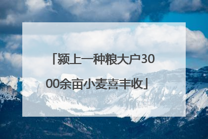 颍上一种粮大户3000余亩小麦喜丰收