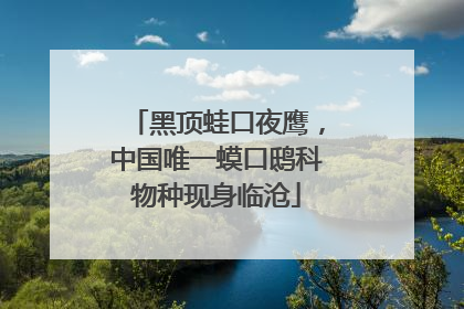 黑顶蛙口夜鹰，中国唯一蟆口鸱科物种现身临沧