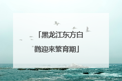 黑龙江东方白鹳迎来繁育期