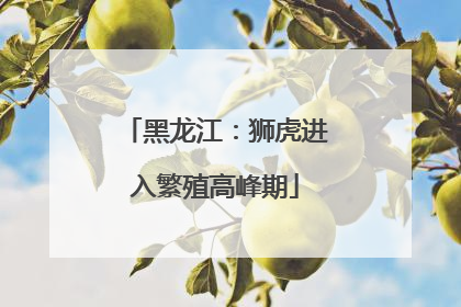 黑龙江：狮虎进入繁殖高峰期