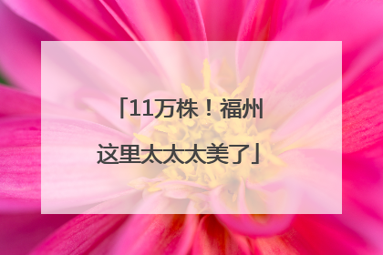 11万株！福州这里太太太美了