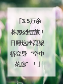 3.5万余株热烈绽放！日照这座高架桥变身“空中花廊”！